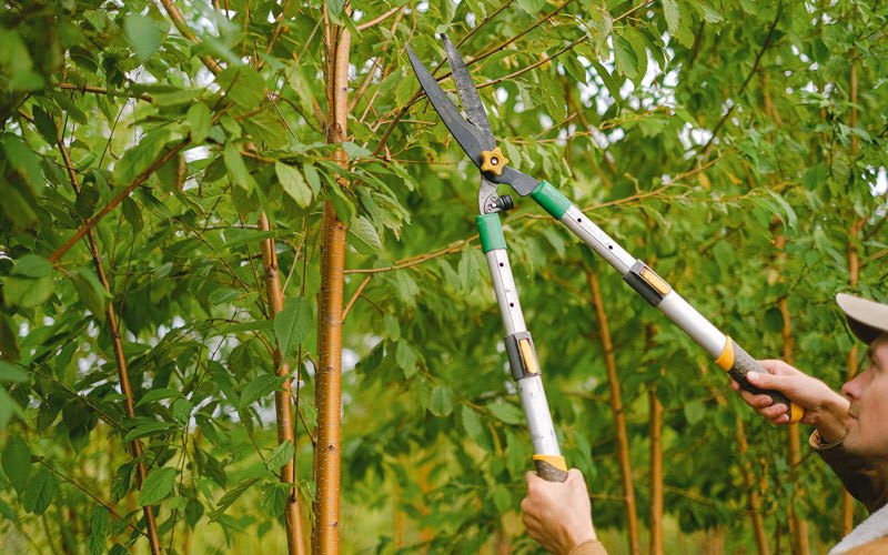 Tree trimming in Stanwood, IA